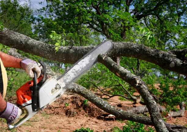 Best Tree Branch Trimming  in Cloverleaf, TX